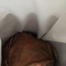 홍천염소농장 이미지