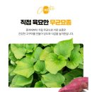 (내돈내산) 해남참농가 고구마 구매 후기 – 꿀고구마 &amp; 밤고구마 솔직 리뷰!