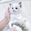 마포 요미독앤캣 강아지분양 고양이분양 이미지