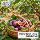 영암햇살농장 네이버블로그