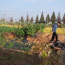 홍연농장 이미지