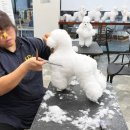 애견미용사 3급 자격증 과정 2 이미지