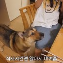 식탐