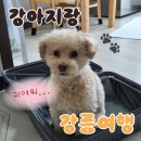 빈스바이크 빈스애견호텔 | 강릉)애견동반 뚜벅이의 1박2일 강릉여행/강아지랑 기차여행/ 아이캔더 지게백, 피카부백