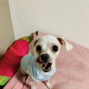 알콩달콩 펫살롱 이미지