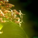 강아지풀 이미지