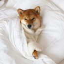 Luxury Dog 이미지