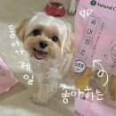 코어소프트 | 강아지 간식 추천 부드러운 식감으로 기호성 좋은 네츄럴코어 퓨어치킨 소프트 내돈내산 후기