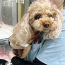 군산24시 제일동물병원 | 군산동물병원 강아지 담낭 절제술 수술이 필요한 이유와 치료 과정