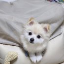 카방이 이미지