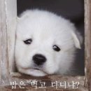 스파시스 이미지