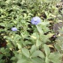 하성농장 이미지