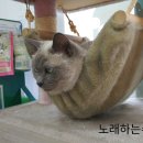 보노보노동물병원 이미지