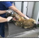 웨스턴 동물의료센터 이미지