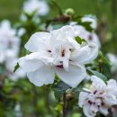 싸리마루 | 서산 여행 데이트 코스 가볼만한곳 해미읍성 축제가 개최되는 여행 명소