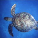 거북이 카카오 검색결과