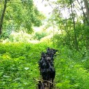 녹산흑염소 이미지