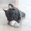 넥서스켄넬 이미지