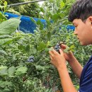 김영진농장 이미지