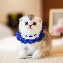 강서고양이분양 나비캣 이미지