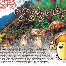 양양송이 - 양양군 남문3길 14 | 양양송이