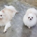 비트켄넬 이미지