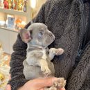 멍벤져스 이미지