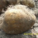 둥근마.검은땅콩.판매 합니다. 이미지