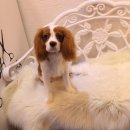 찰리애견미용샵 이미지