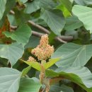 새순약국 이미지