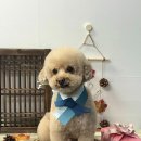 오월의 그루밍 이미지