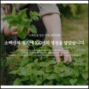 소백산의 선물, 백년약초 한방티백으로 힐링해요[백년약초] 사용후기
