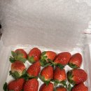 장희농장 | 파머스프룻 설향딸기 진짜 달고 맛있었던 후기 네이버스토어 딸기