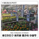 에르베플라워아울렛 용인남사면 봄꽃구경 식물 화분 구매후기