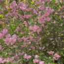 연기면_원수산MTB공원 이미지