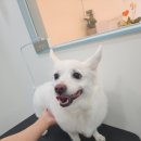 애견미용실 이미지