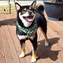 (주)펫에어라인 이미지