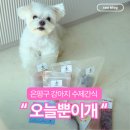 은평동물약국 | 서울 은평구 유기농 강아지수제간식 오늘뿐이개