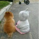 멍멍이 이미지