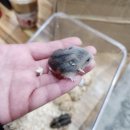 펫엔글라이더 인천점 이미지