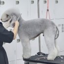 윈애견미용학원 이미지
