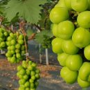 해찬미소 | 백화점 이력 있는 샤인머스켓 2만원대 선물, 센스 있는 레드포도 해찬향기 프리미엄 과일