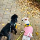 엘제이펫 이미지