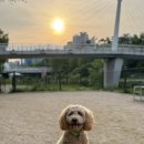 운중천반려견놀이터 이미지