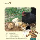 [생명]＜암탉, 엄마가 되다: 개성 강한 닭들의 좌충우돌 생태 다큐멘터리＞/ 2012년 / 초등 3~4학년 이상 이미지