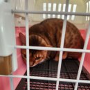 [한국고양이헌혈센터] 고양이 헌혈 후기/고양이 무료 건강검진 &lt;기특한 미로의 생명 나눔❤️&gt;