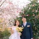 희스토리헤어 | 봄 제주 웨딩 스냅 | 벚꽃 유채 촬영 | 봄 시즌 추천 코스 후기