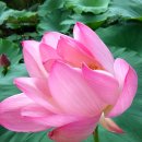 막걸리한사발 이미지