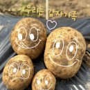 [푸른바다] 꼬마농부🧑🏻‍🌾 감자수확!!🥔 이미지