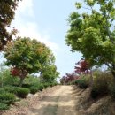 동산잔디 이미지